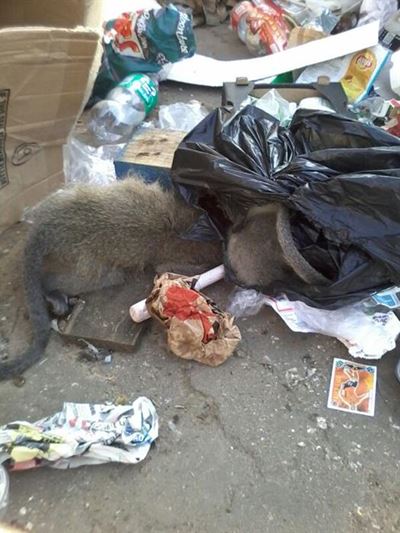 SPCA investigates blue monkey deaths